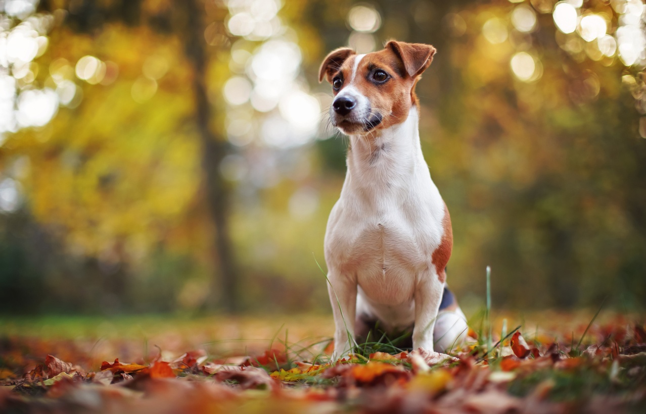 Jack Russell terrier