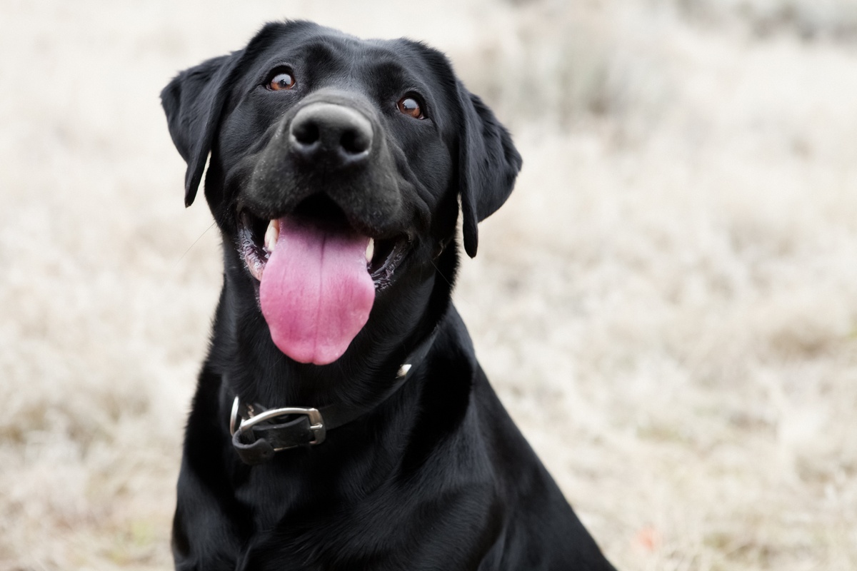 Labrador retriever