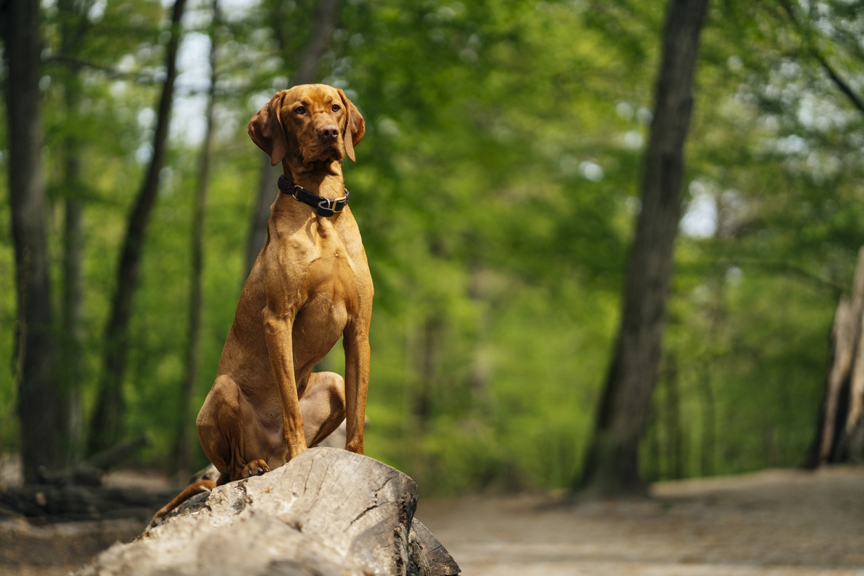 Vizsla