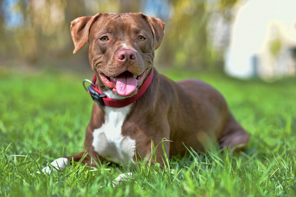 American pit bull terrier