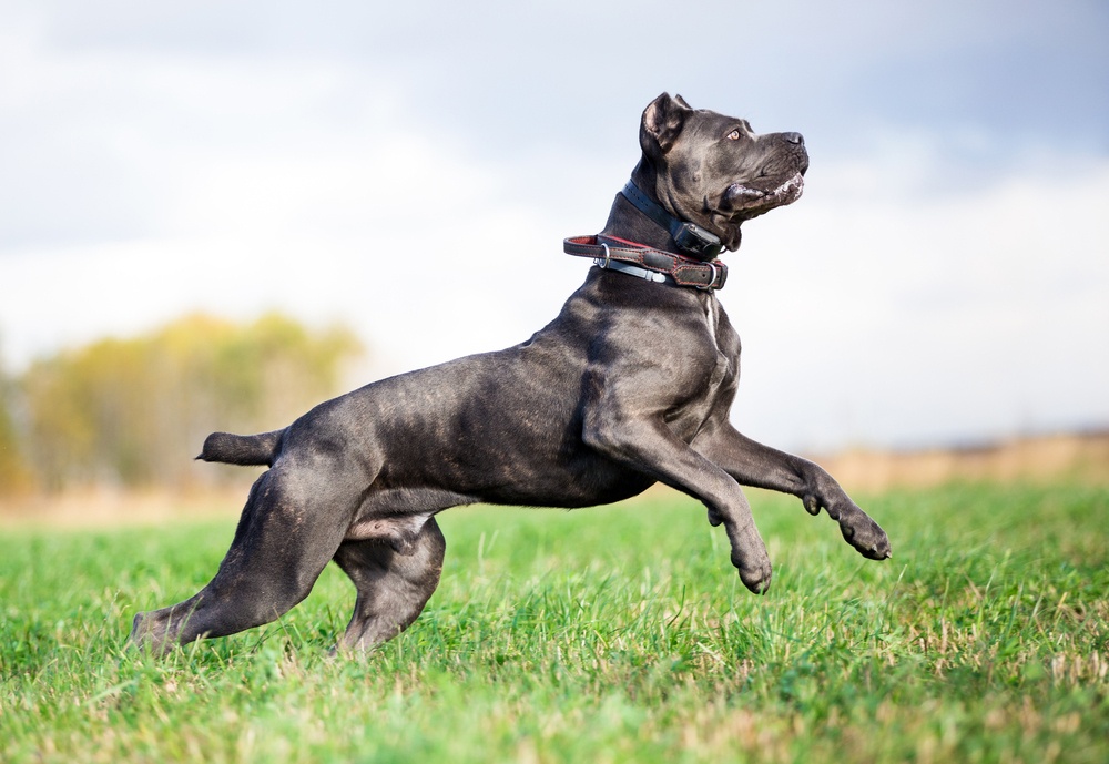 Cane Corso