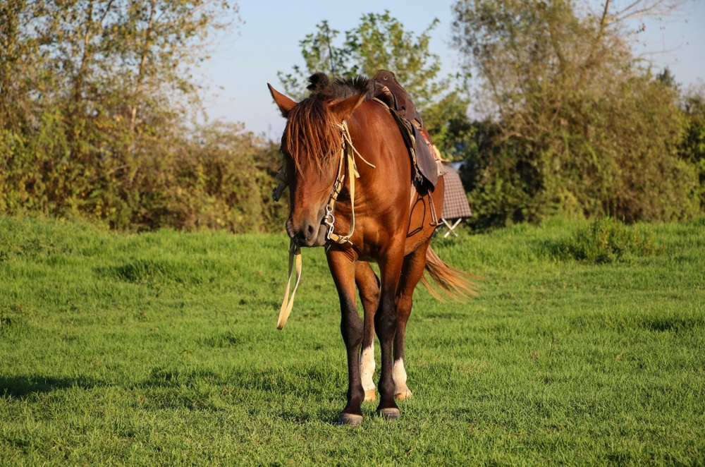 Caspio Caballo