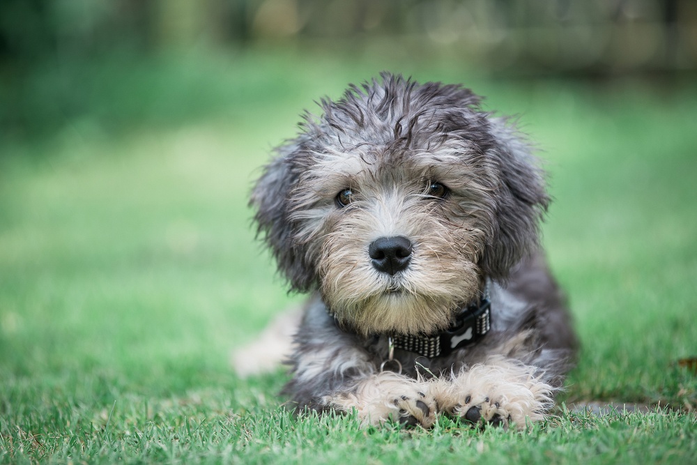 15 razas caninas que podrían extinguirse