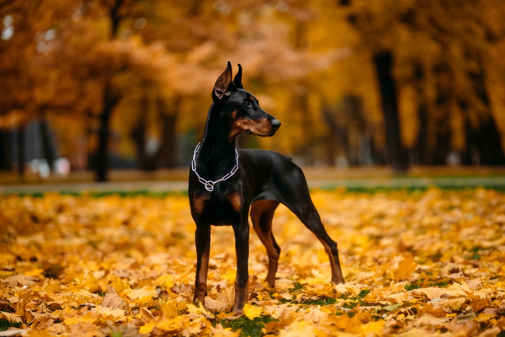 Dóberman Pinscher