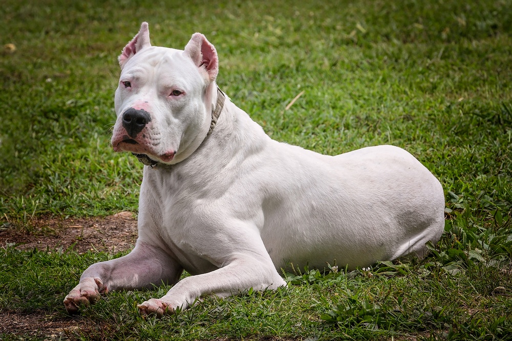 Dogo Argentino