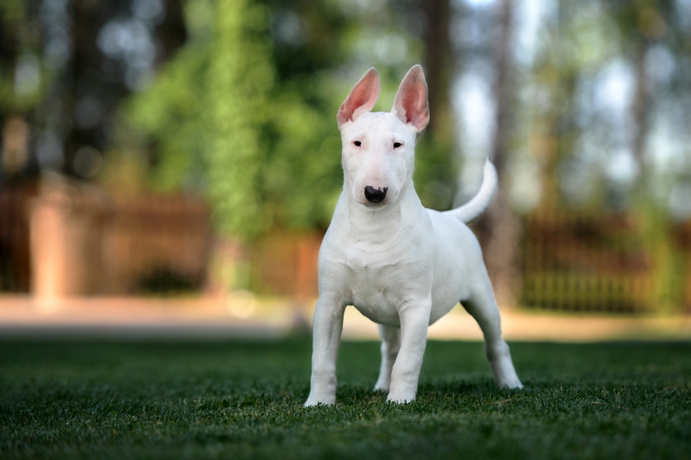 bull terrier inglés