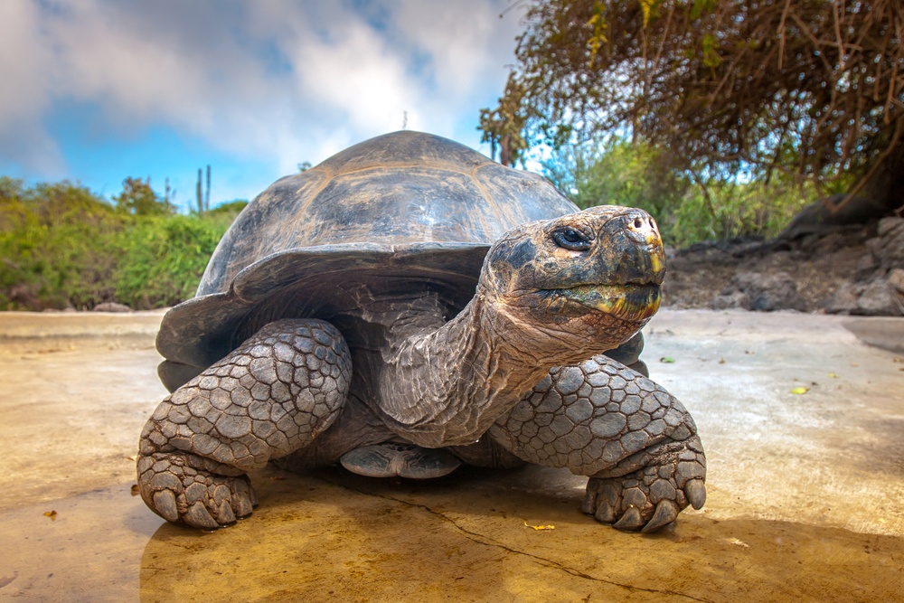 Tortuga gigante de Fernandina