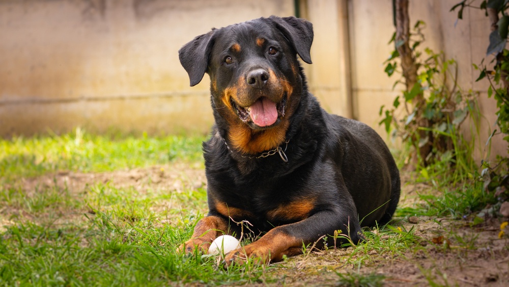 Rottweiler