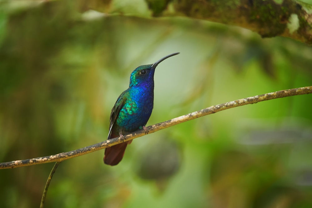 Colibrí de Santa Marta