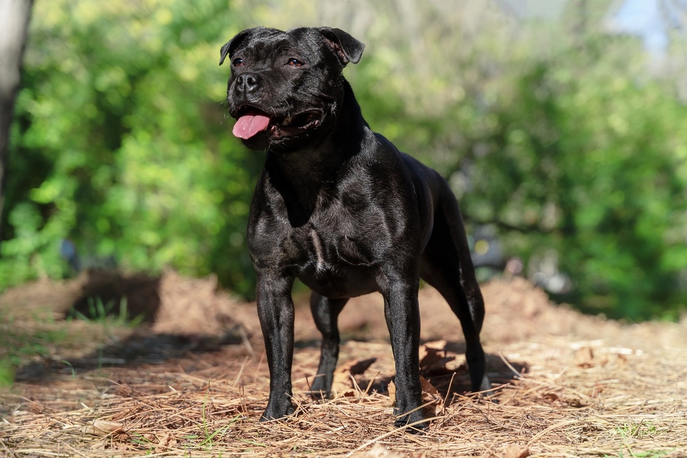 Staffordshire bull terrier