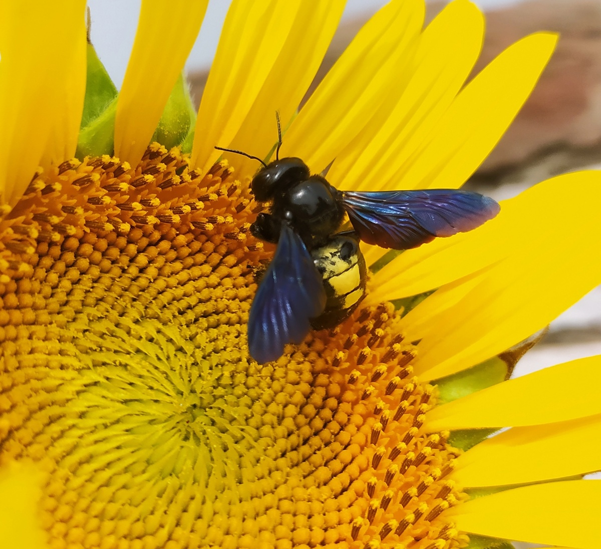 Abeja de Wallace