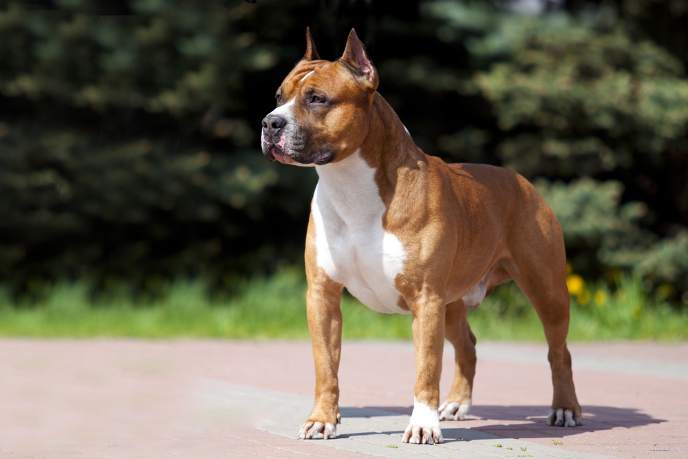 Staffordshire terrier americano