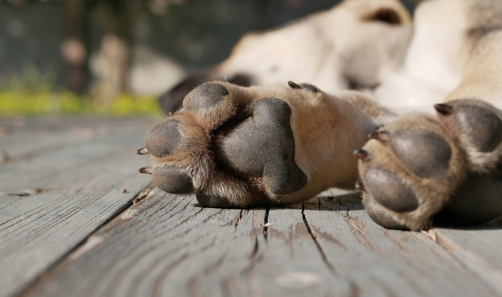 Que les toquen las almohadillas de las patas