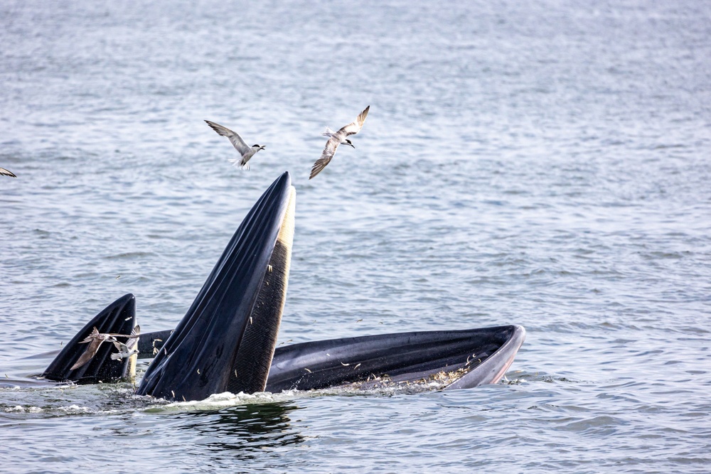 Ballena Omura