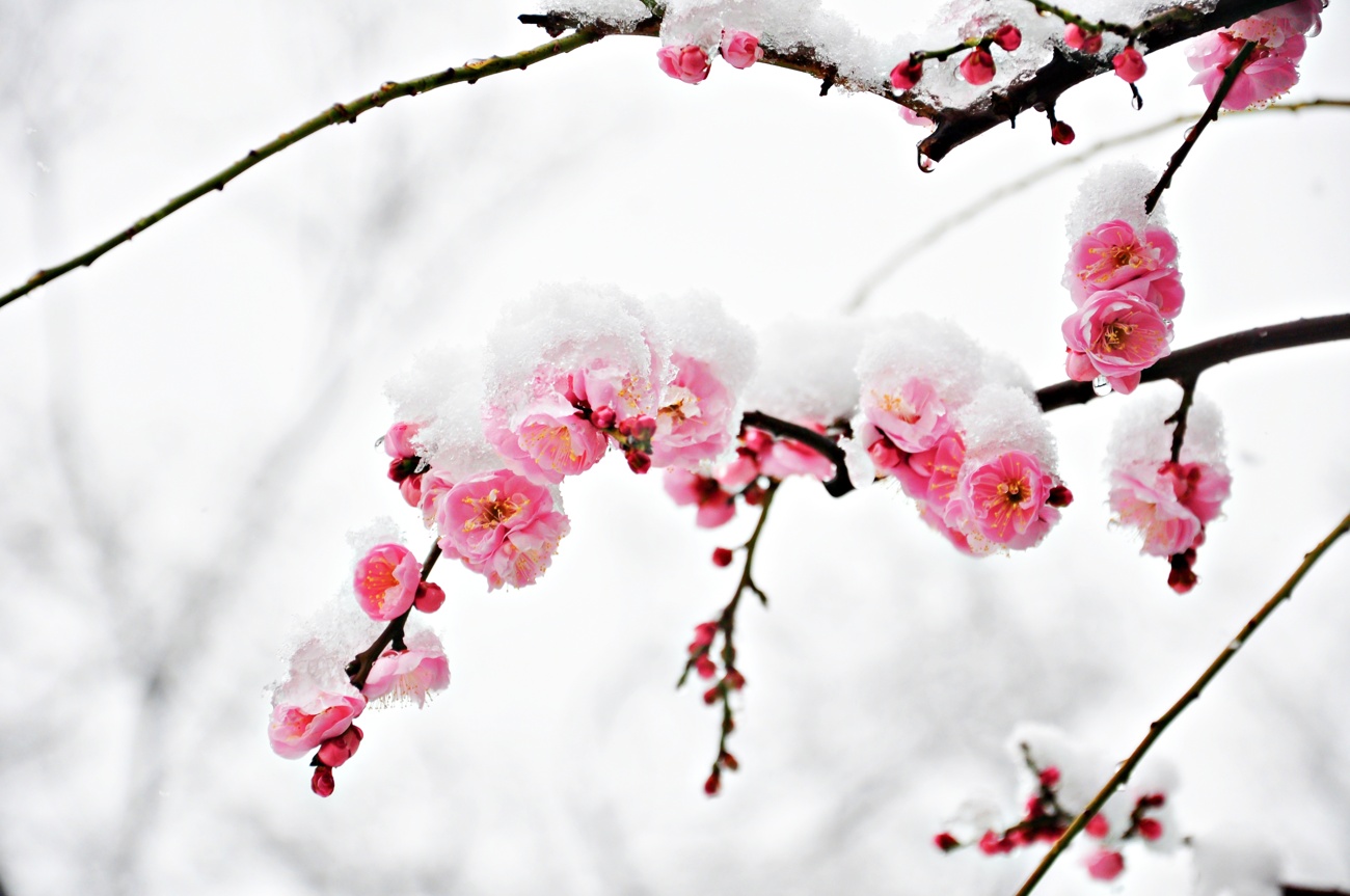 Estas son las flores que tienes que conocer de cara al invierno