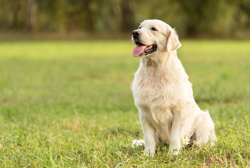 4 - Golden Retriever