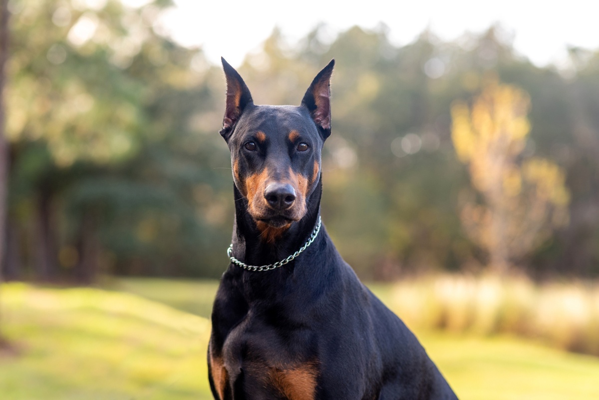 5 - Doberman