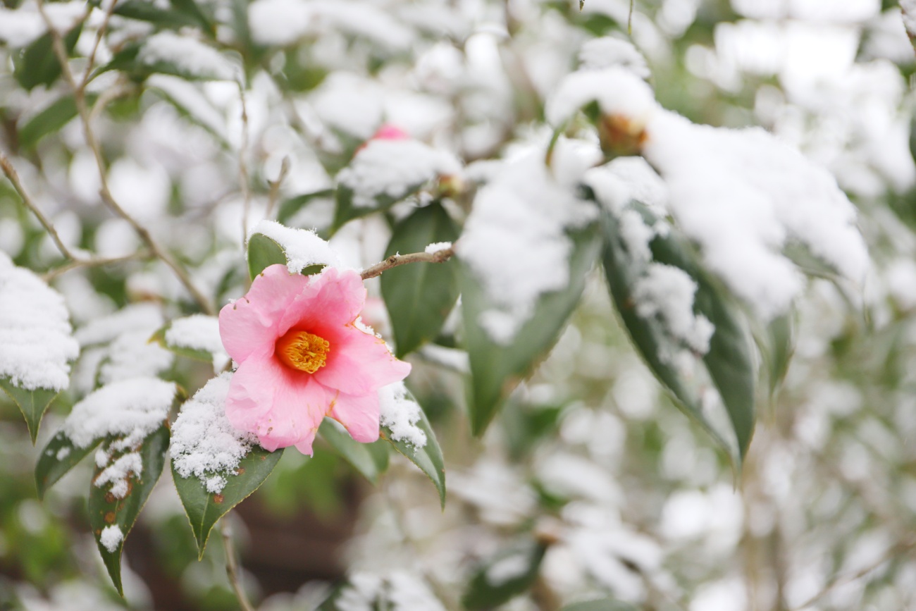 Camelias