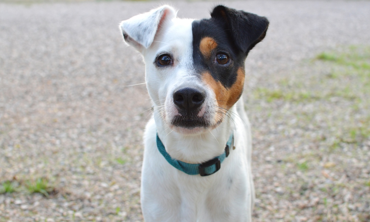 Ratonero bodeguero andaluz