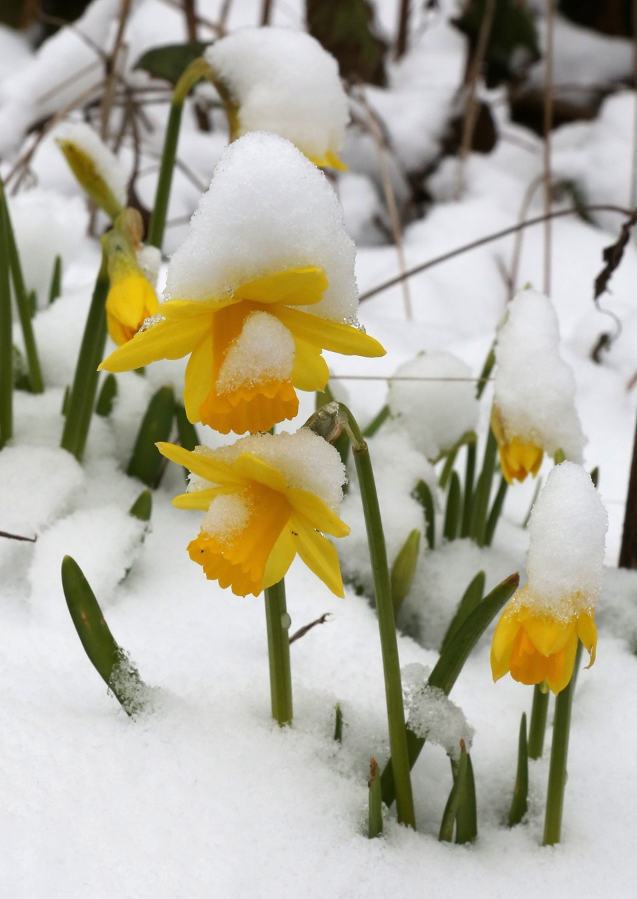 Narcisos