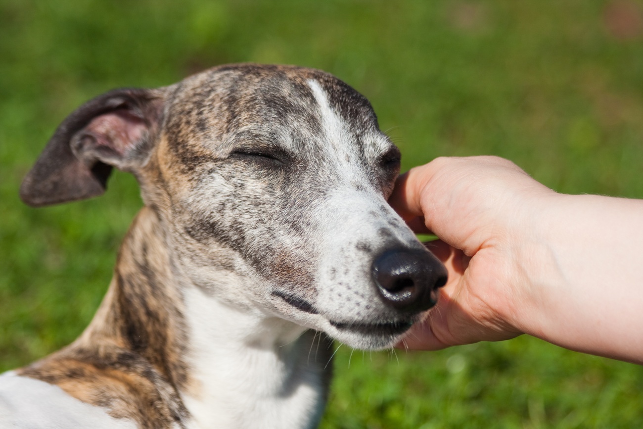 Galgo español