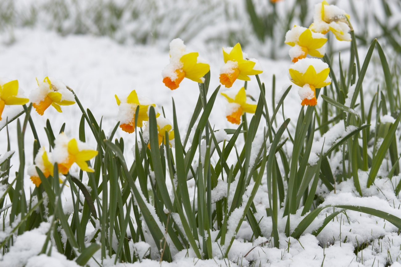 Narcisos