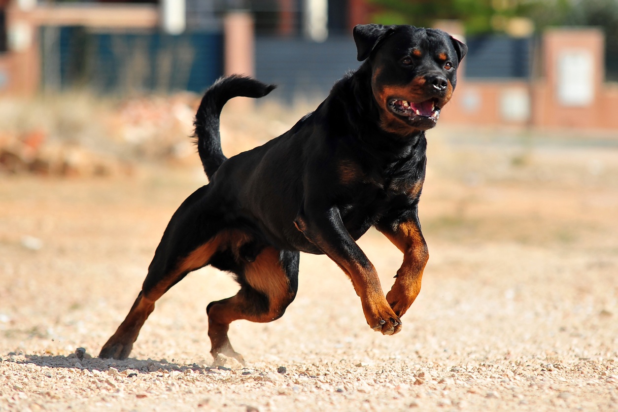 9 - Rottweiler