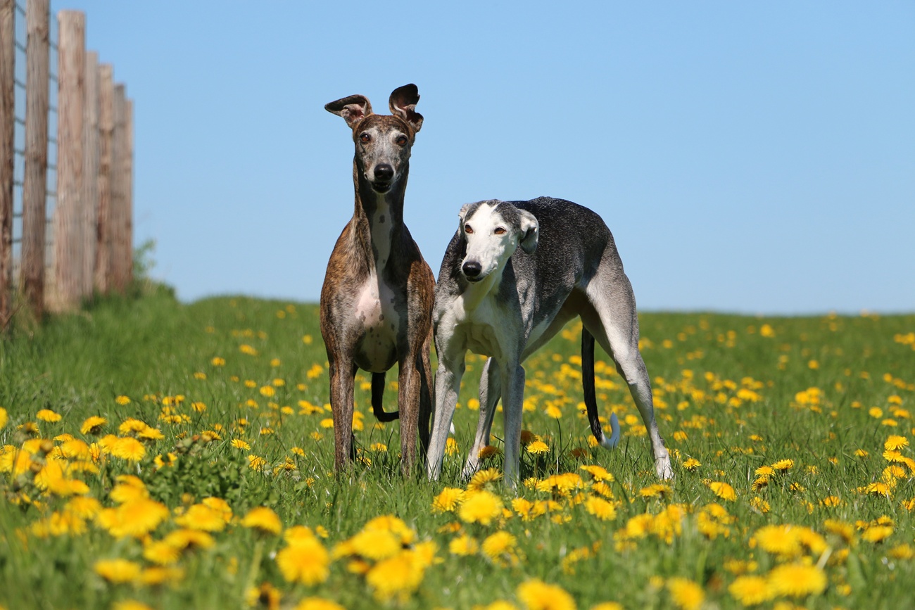 Galgo español