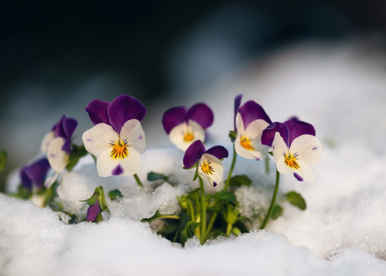 Violas