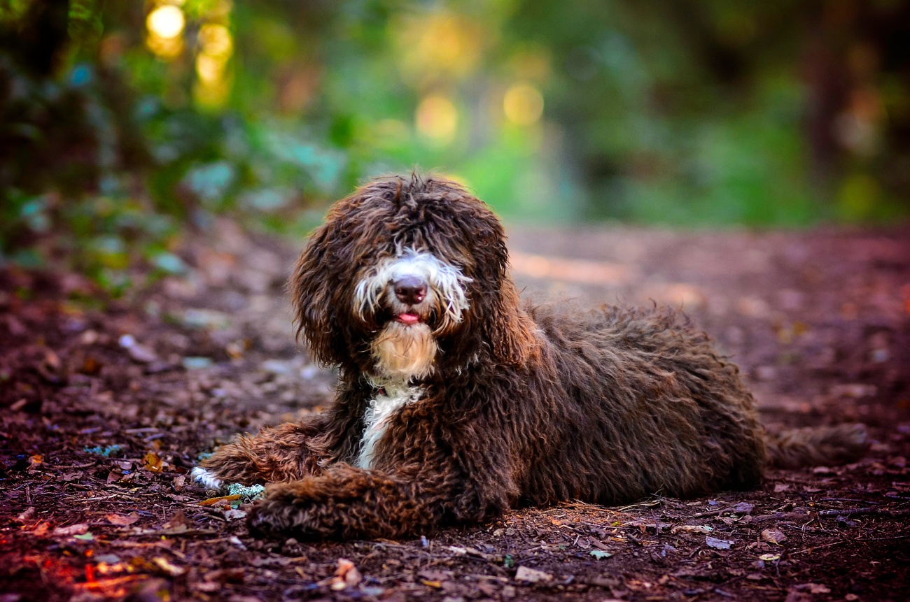 Perro de aguas español