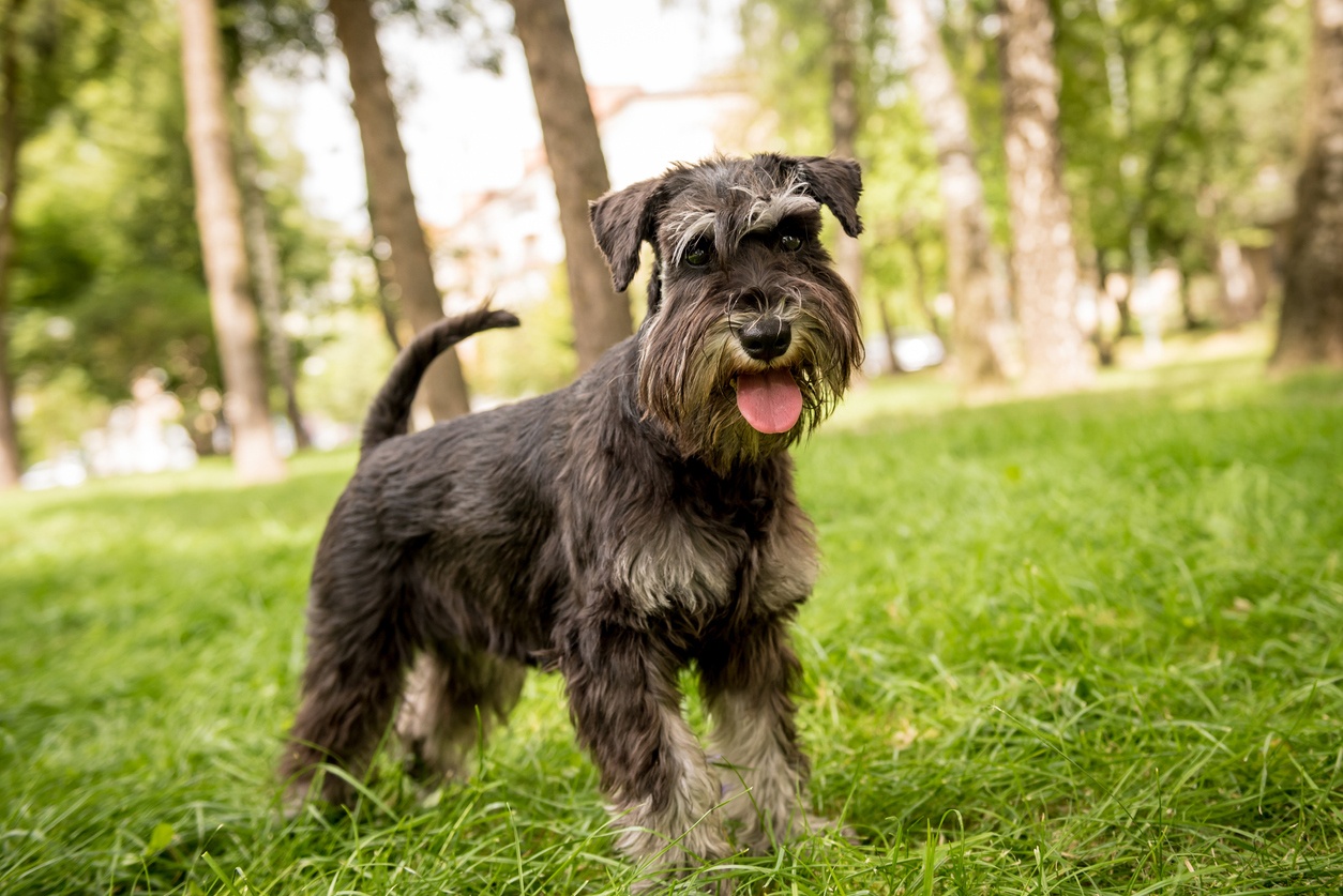 12 - Schnauzer miniatura