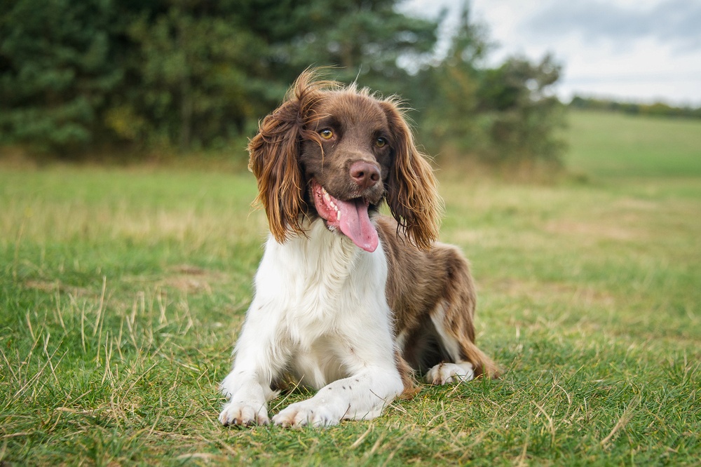 13 - Springer Spaniel Inglés