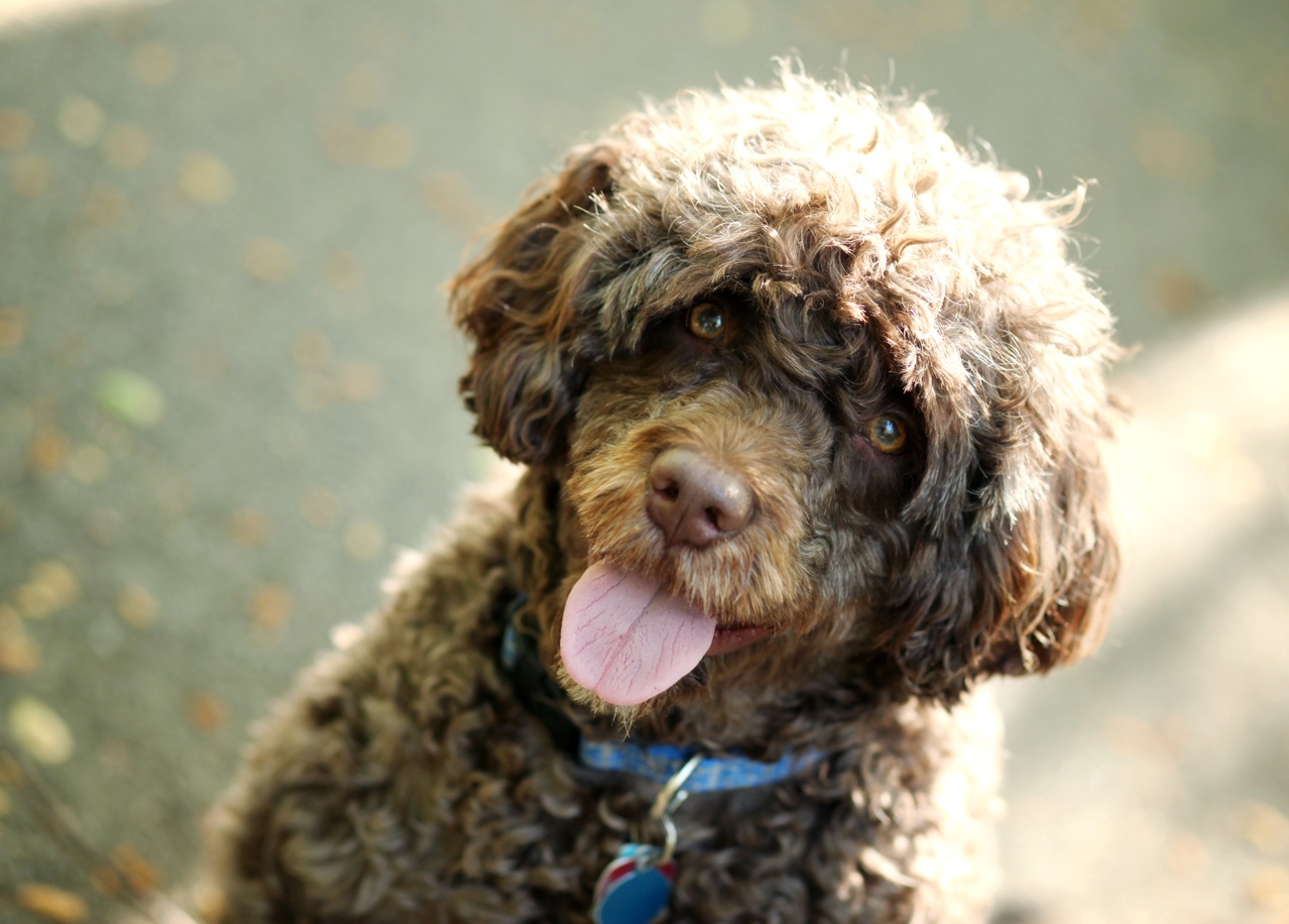 Perro de aguas español