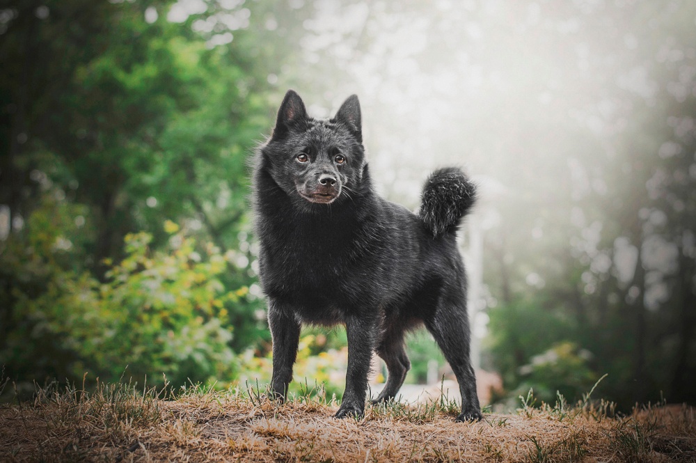 15 - Schipperke