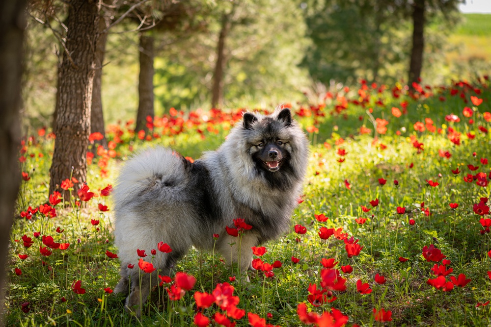 16 - Keeshond