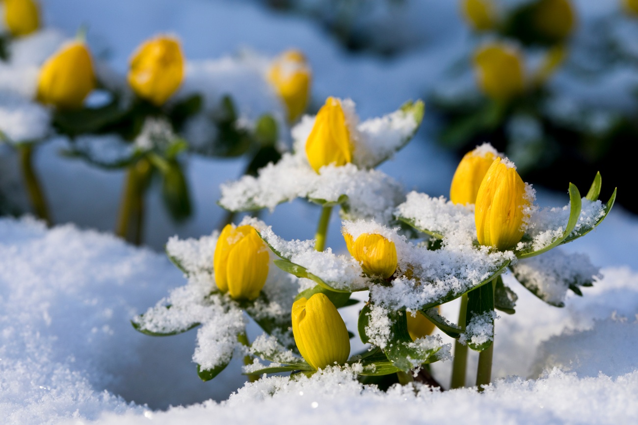 Acónitos de invierno