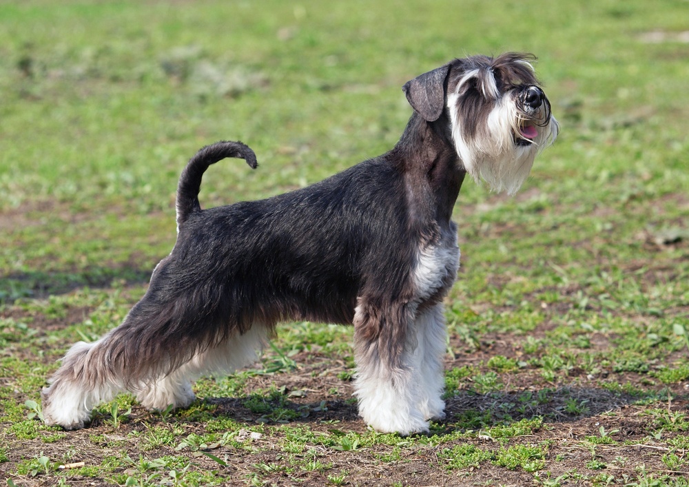 18 - Schnauzer estándar