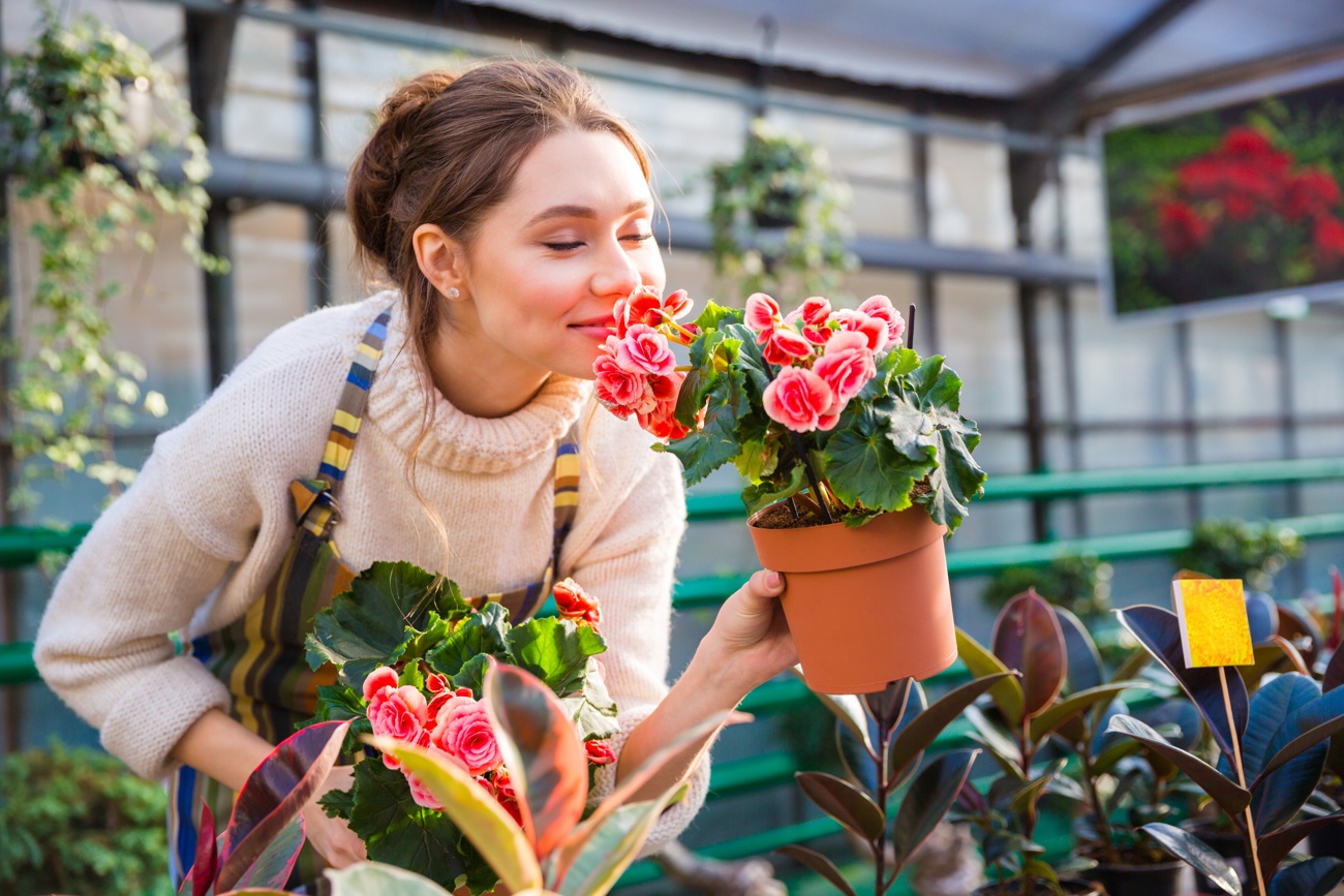 Begonia