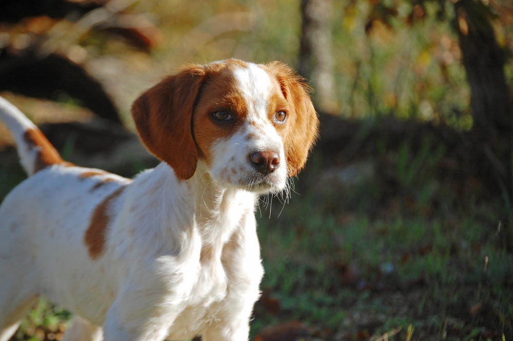 19 - Spaniel bretón