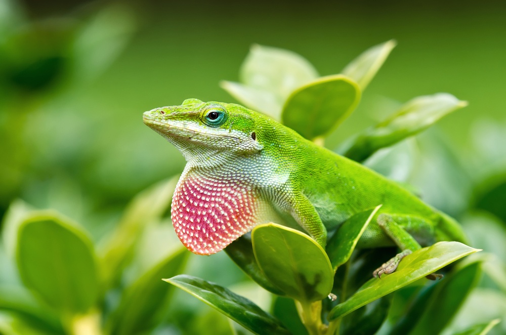 La adaptación de los anolis verdes