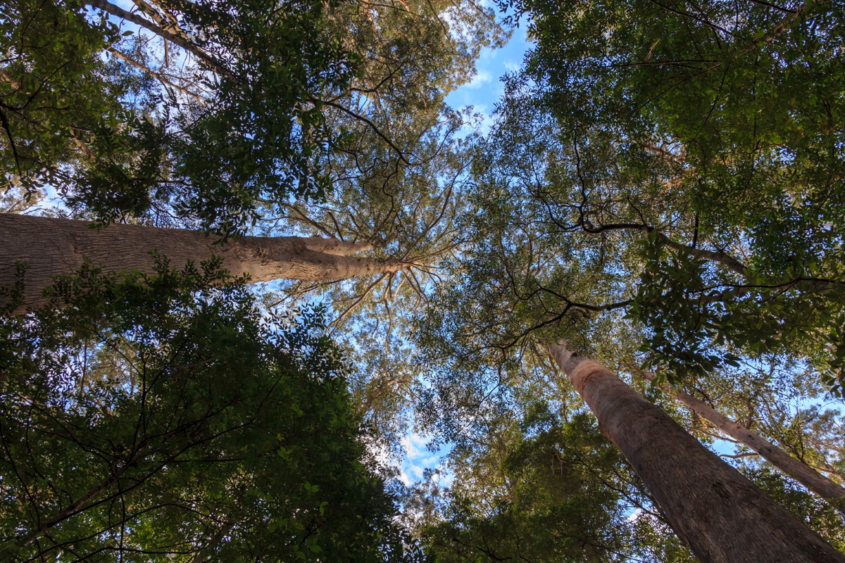 Centurion (Valle de Arve, Tasmania)