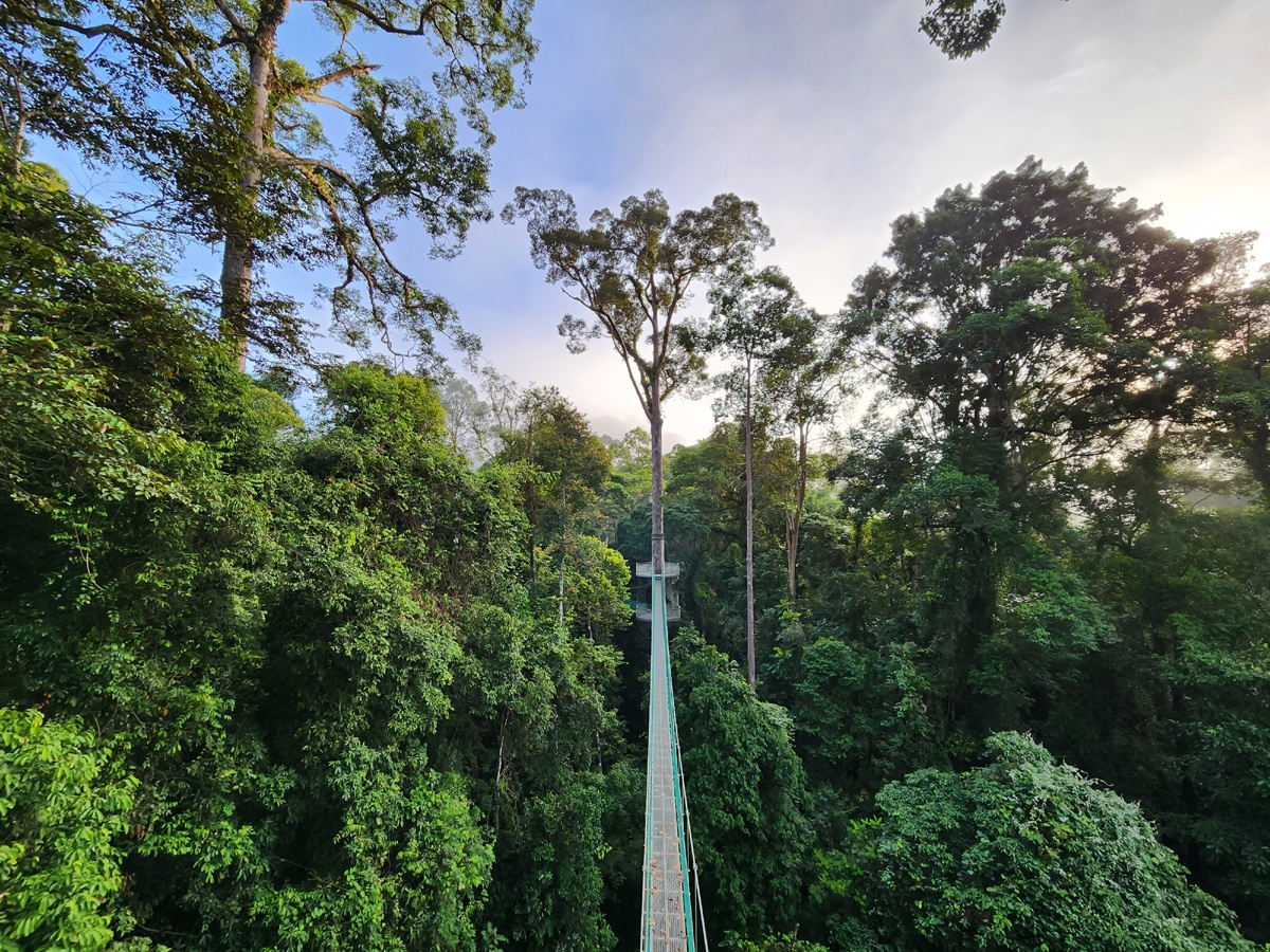 Menara (Zona de Conservación del Valle del Danum, Malasia)