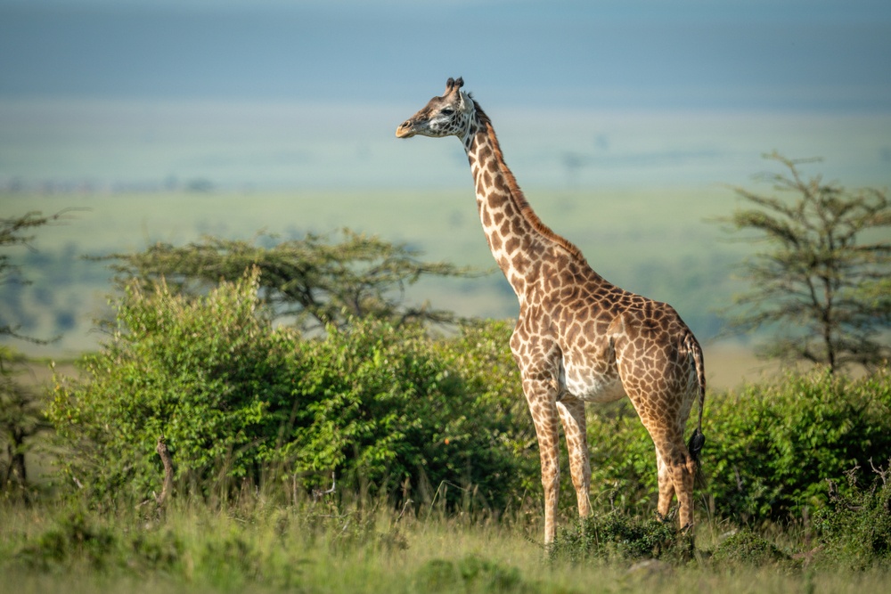 El cuello de la girafa