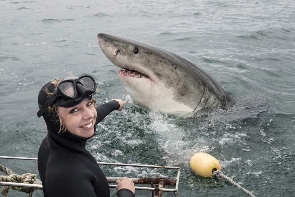 Nadar con tiburones blancos en Sudáfrica