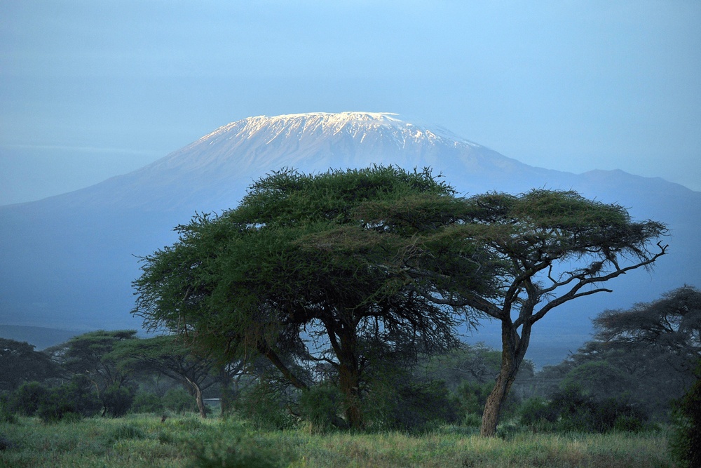 Entandrophragma excelsum (Kilimanjaro, Tanzania)