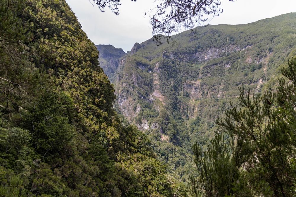 Bosque de laurisilva