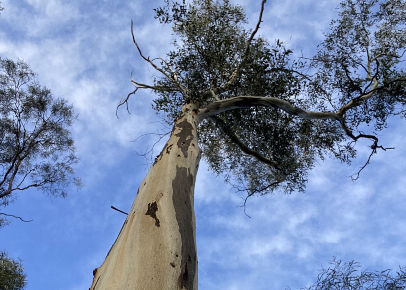 White Knight (Reserva forestal de Evercreech, Tasmania)