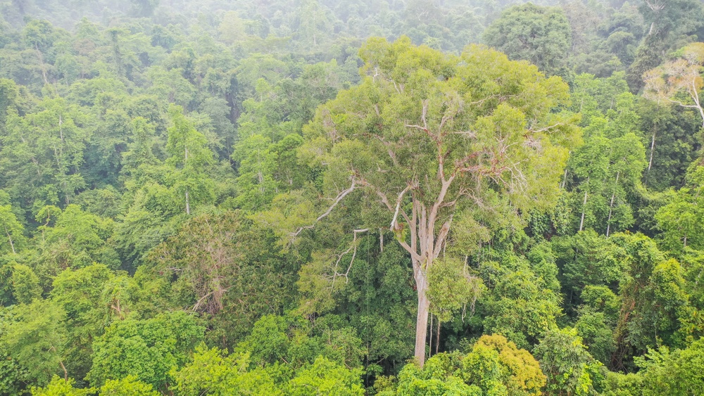 Mengaris (Parque Nacional de Tawau Hills de Sabah, Malasia)