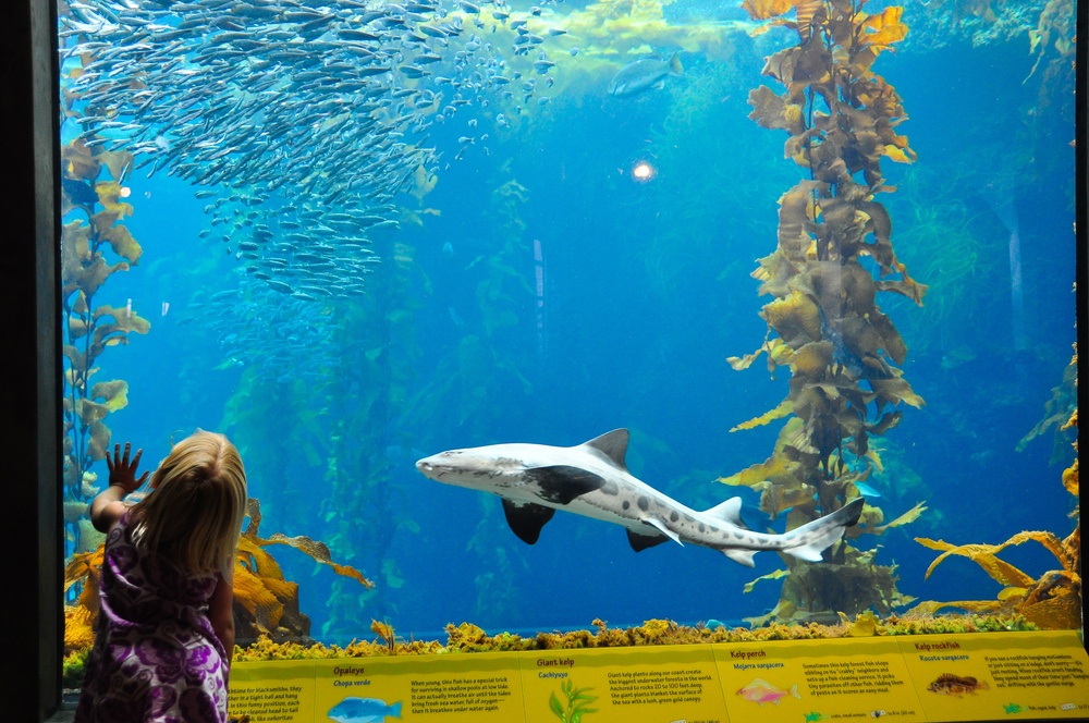 Acuario de la bahía de Monterey, Estados Unidos