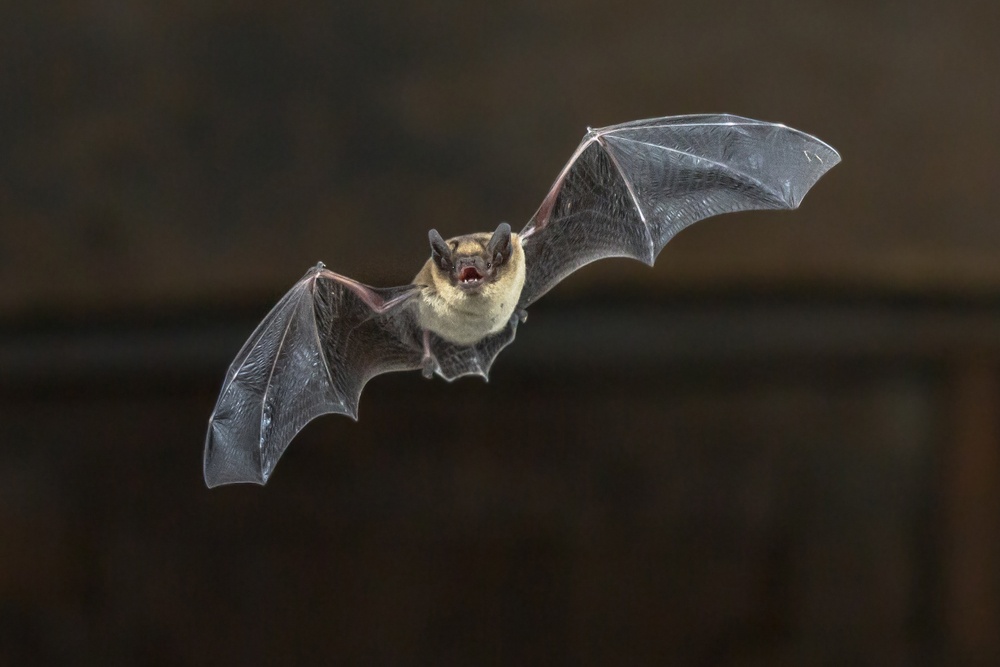 Murciélago vampiro